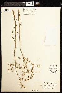 Juncus acuminatus image