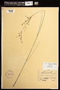 Juncus acuminatus image