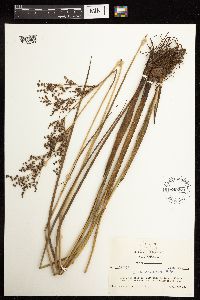 Juncus acuminatus image