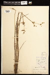 Juncus acuminatus image