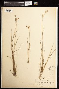 Juncus acuminatus image