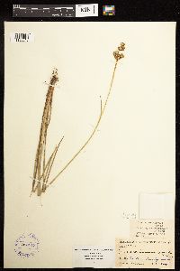 Juncus acuminatus image