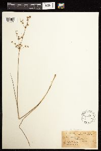 Juncus acuminatus image