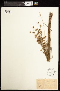 Juncus acuminatus image