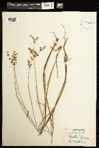 Juncus acuminatus image