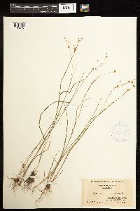 Juncus acuminatus image