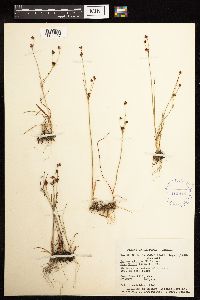 Juncus alpinoarticulatus image