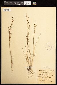 Juncus alpinoarticulatus image