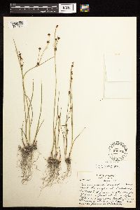 Juncus alpinoarticulatus image