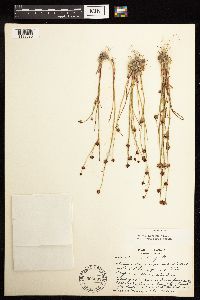 Juncus alpinoarticulatus image