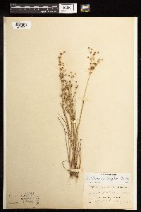 Juncus alpinoarticulatus image