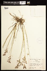 Juncus alpinoarticulatus image