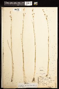 Juncus alpinoarticulatus image