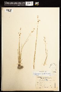 Juncus alpinoarticulatus image
