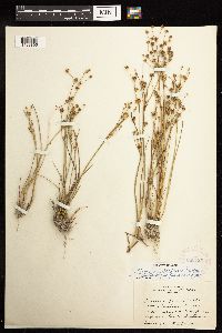 Juncus alpinoarticulatus image