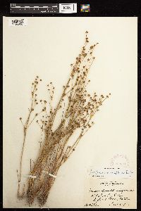 Juncus alpinoarticulatus image