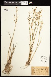Juncus alpinoarticulatus image