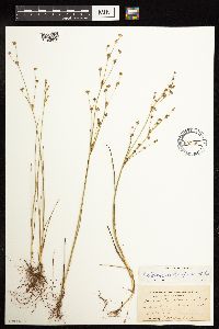 Juncus alpinoarticulatus image