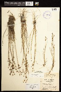 Juncus alpinoarticulatus image