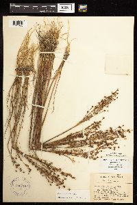 Juncus alpinoarticulatus image