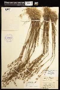 Juncus alpinoarticulatus image