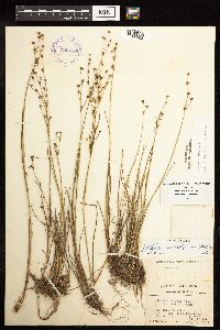 Juncus alpinoarticulatus image