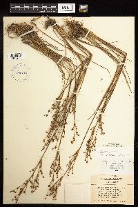 Juncus alpinoarticulatus image