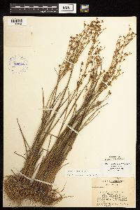 Juncus alpinoarticulatus image