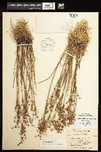 Juncus alpinoarticulatus image