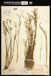 Juncus alpinoarticulatus image