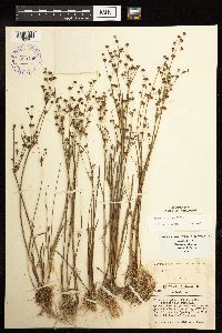 Juncus alpinoarticulatus image