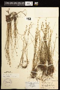 Juncus alpinoarticulatus image