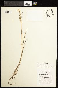 Juncus alpinoarticulatus image