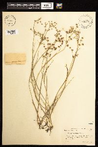 Juncus alpinoarticulatus image