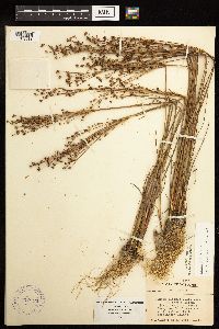 Juncus alpinoarticulatus image