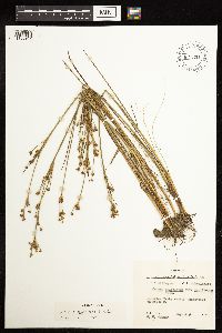 Juncus alpinoarticulatus image