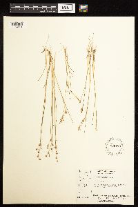 Juncus alpinoarticulatus image