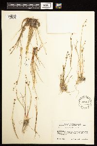 Juncus alpinoarticulatus image