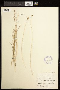 Juncus alpinoarticulatus image