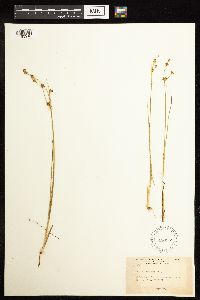 Juncus alpinoarticulatus image