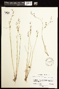 Juncus alpinoarticulatus image