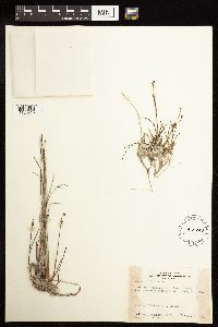 Juncus alpinoarticulatus image