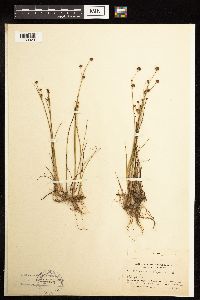 Juncus alpinoarticulatus image