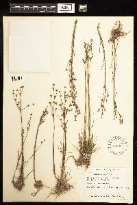 Juncus alpinoarticulatus image