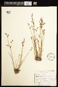 Juncus alpinoarticulatus image