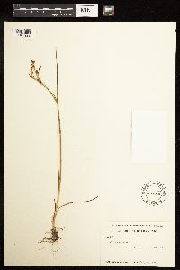 Juncus alpinoarticulatus image