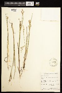 Juncus alpinoarticulatus image