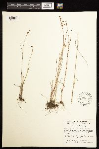 Juncus alpinoarticulatus image