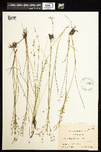 Juncus alpinoarticulatus image