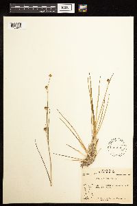 Juncus alpinoarticulatus image